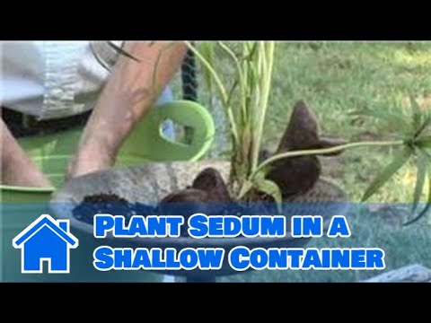 how to plant sedum