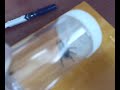 My Jumping Spider My Jumping Spider