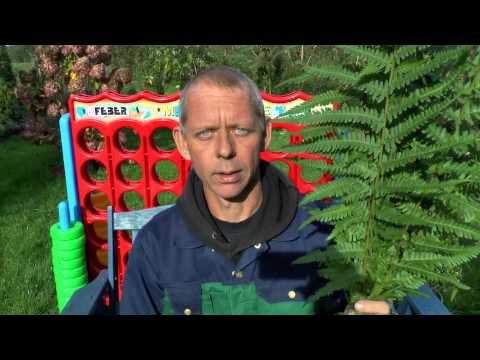 Farn vermehren. Ein Film von Detlef Römisch