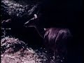 Dollboy - Abendmahl