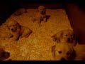 Shaina Mr B pups 6 and 1/2 weeks