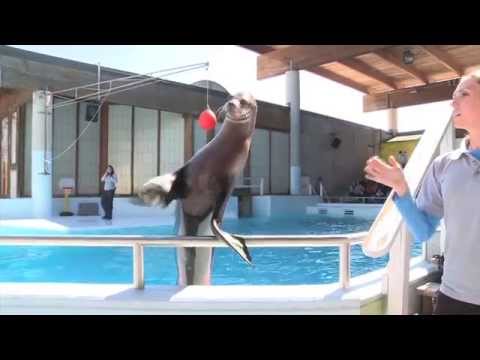 Saturday Morning Cartoons: Zoo Day Saturday Morning Cartoons: Zoo Day