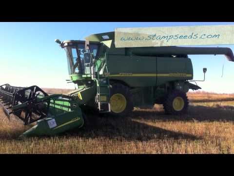 how to harvest flax