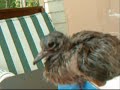 Baby Corndog: Mourning Dove