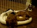 Cavalier King Charles Spaniel \"Rookie\" trying to go to bed Cavalier King Charles Spaniel \"Rookie\" trying to go to bed