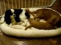 Cavalier King Charles Spaniel Rookie trying to go to bed