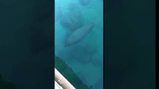 Peanut Island Sea Cow
