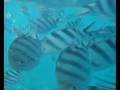 videos de Fiji Underwater