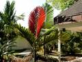 Palm Tree Sale