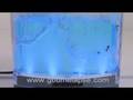 Ant Farm