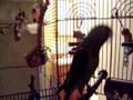 videos de Spike the silly halfmoon conure