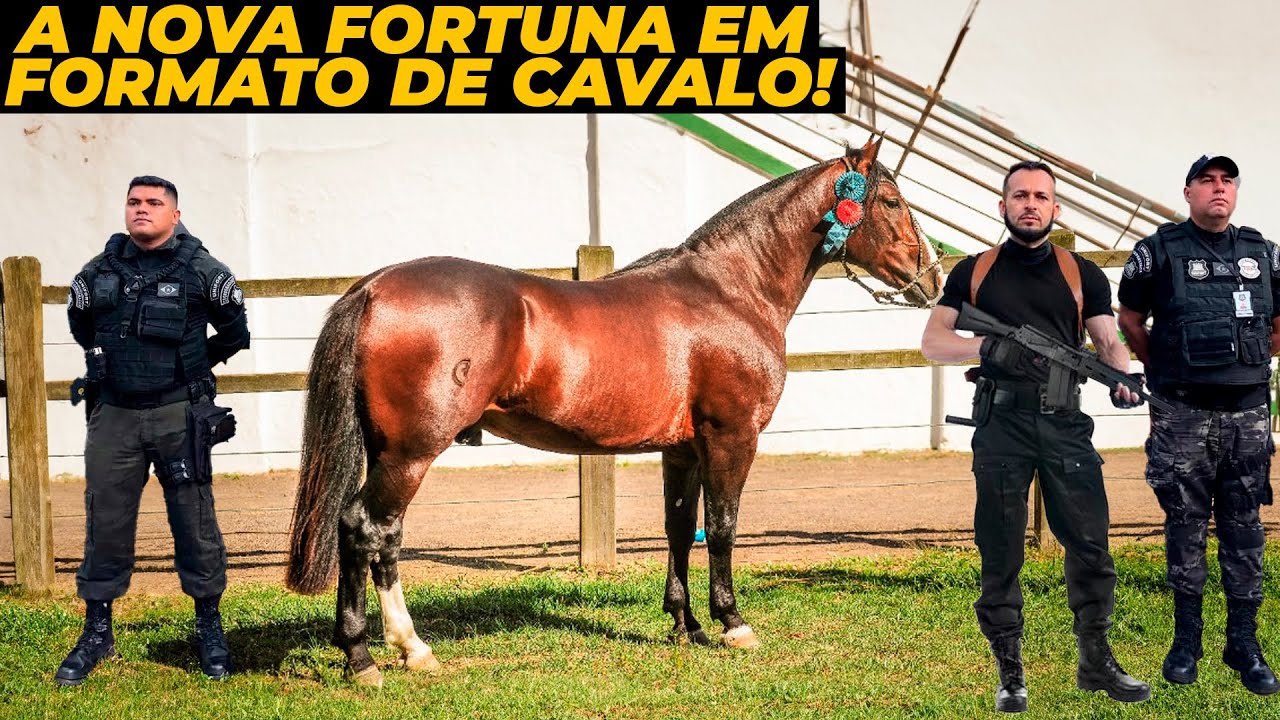 O Novo Cavalo Mais Caro Do Brasil Tem Valor Inacreditável