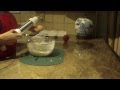 Sponge Golden Creme Snack Cakes Twinkie Clone