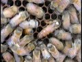 A Beekeeper\