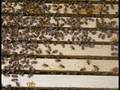 A Beekeeper's Video