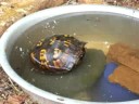 Eastern Box Turtle in my Back Yard Eastern Box Turtle in my Back Yard