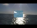 Bathurst Island Humpback Whales
