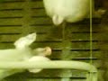 Das Schwein pinkelt und das andere... xD Das Schwein pinkelt und das andere... xD