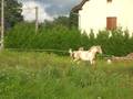 videos de kobalt louna et tess