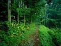 Природа лес - WALD(студия Dmytro)