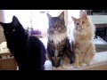 Super Maine Coon