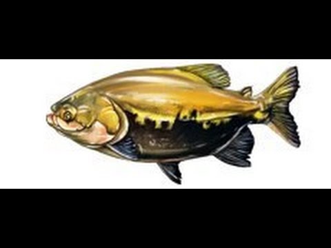 ловим карпы кои в рр3 ловим карпы кои во рр3