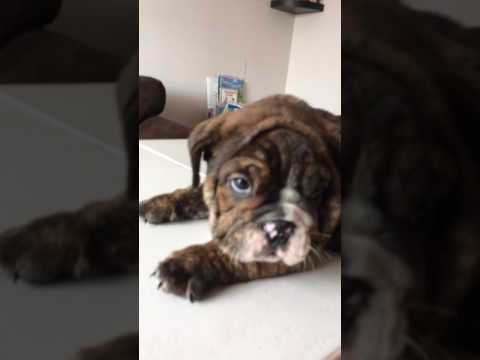 English Bulldog Puppy