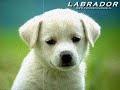 labradores