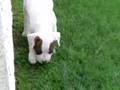 Bulldog Americano video