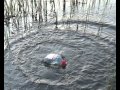 Svérázná technika chytání sumců v deltě Volhy