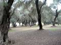 Menton Cross 08