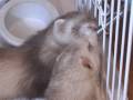 videos de Angel Ember Drinking Water