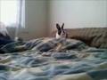 2 months old Dutch Rabbit jumping around