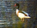Common Shelduck, Bovenmeent
