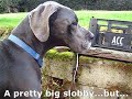 GREAT DANE - BIGGEST SLOBBY in the WORLD!!!!