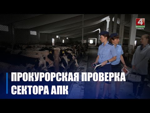 У Гомелі пракуратура праверыла гаспадарку і знайшла галодных цялят, забруджаныя адрыны і пацяклыя дахі видео
