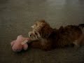 Yorkie Poodle Puppies