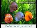 Аквариум - Аквариумные рыбки - Касатковые сомы