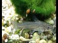 Аквариум - Аквариумные рыбки - Касатковые сомы