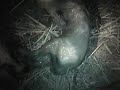 Shadow, nigerian dwarf goat gives birth 4 kids!!