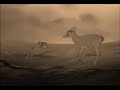 Bambi-A Scar In Time