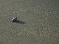 Turtle makes it into the sea