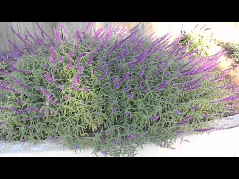 how to trim salvia