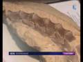 videos de fossiles de crocodiles en normandie
