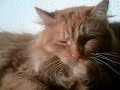Tilly the cream tabby cat