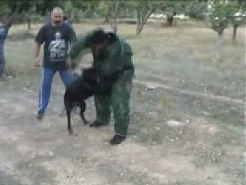 bandog