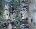 (song thrush) Turdus philomelos (song thrush) Turdus philomelos