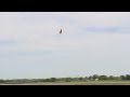 Lukas Riva T-Rex 600N video from IRCHA 2007 Lukas Riva T-Rex 600N video from IRCHA 2007