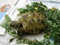 Jestli máte rádi zvířátka a také suchozemské želvy,můžete kouknou i na tu naši.Jmenuje se Gábina a má cca 14 let.Je to pouze Vaše volba ...