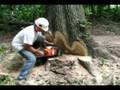 Cutting Out the Center Of A Large Tree